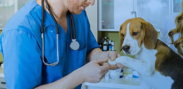 A importância da ultrassonografia veterinária.